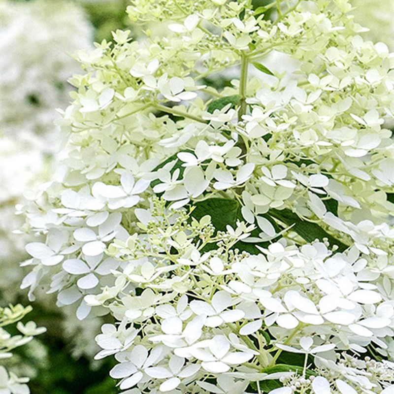海蒂的花园幻影圆锥绣球耐热耐寒庭院木本花卉植物多年生盆栽花苗