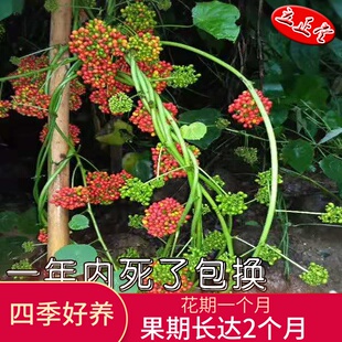 藤本皇后圆叶山乌龟活盆栽室内鲜花卉绿植云南多肉植物组合花盆