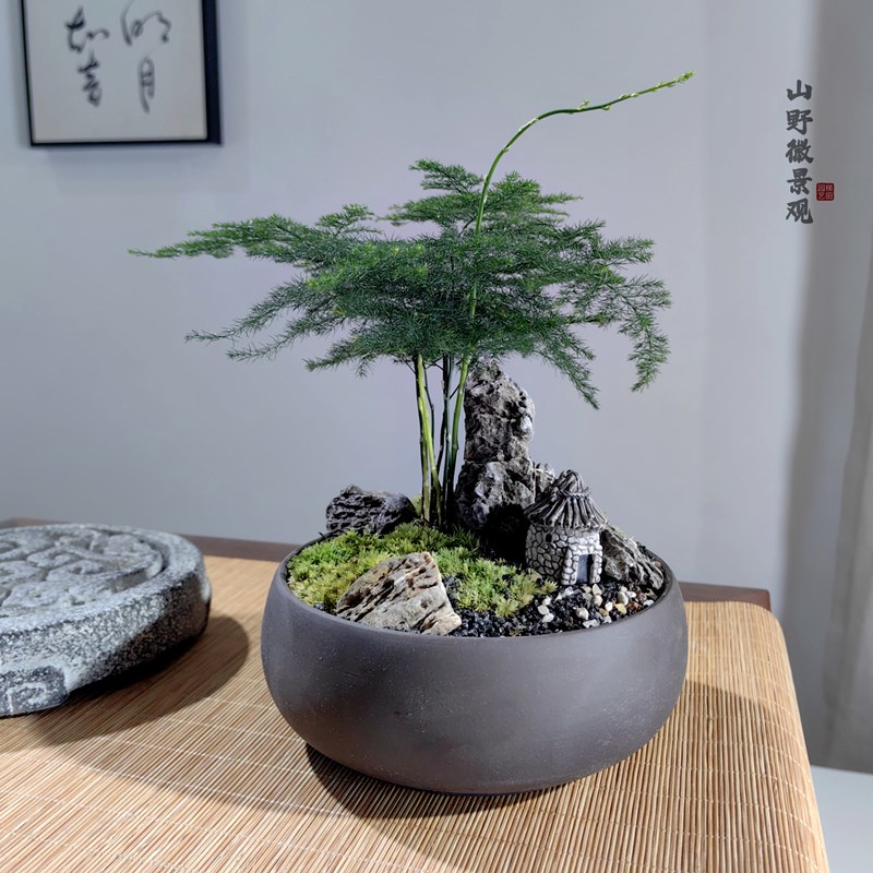 山野石景微景观文竹盆栽新中式禅意书房茶桌绿植石头造景好养盆栽