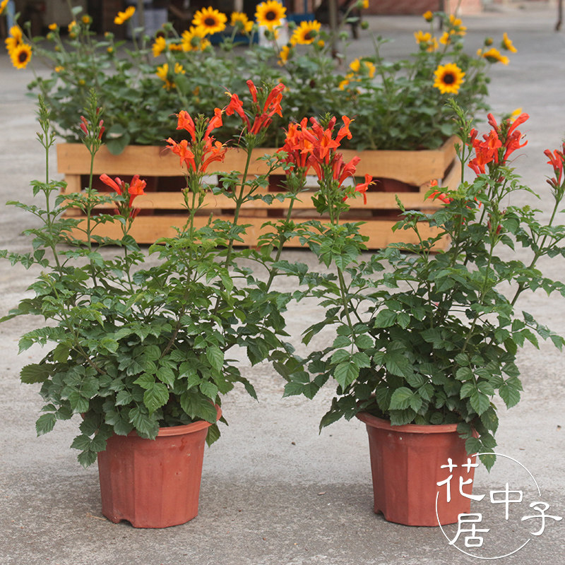 四季凌霄盆栽硬骨凌霄花苗庭院盆栽花卉紫云藤南非凌霄苗四季开花