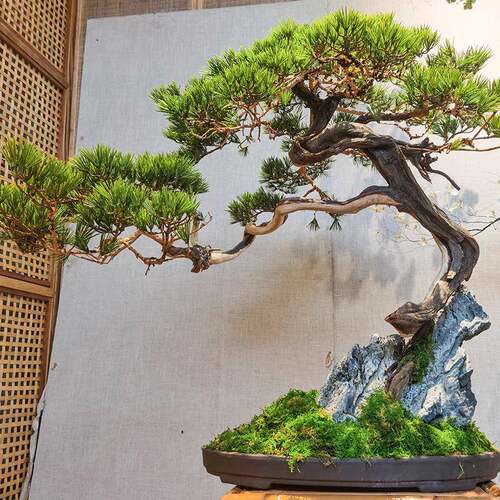 迎客松仿树大型崖假树中式室内造景绿关植玄橱TUY窗柏松根真包石
