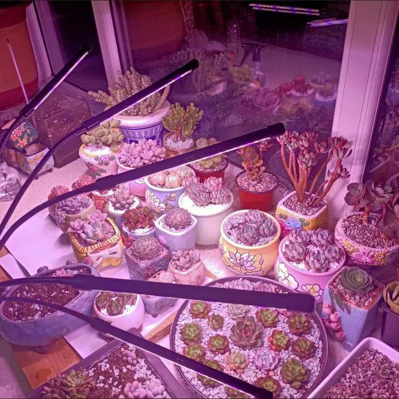 灯架子款全光谱植物生长灯多肉LED补光家管用FLKLED植灯太仿阳光
