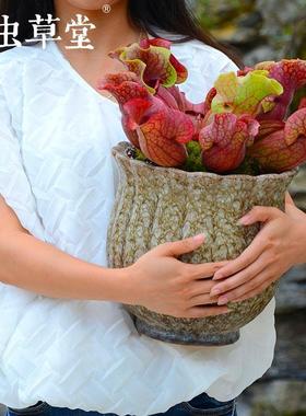 紫色子草成株小CTI瓶虫堂食虫植虫物盆草栽食人花捕蝇草食草奇趣