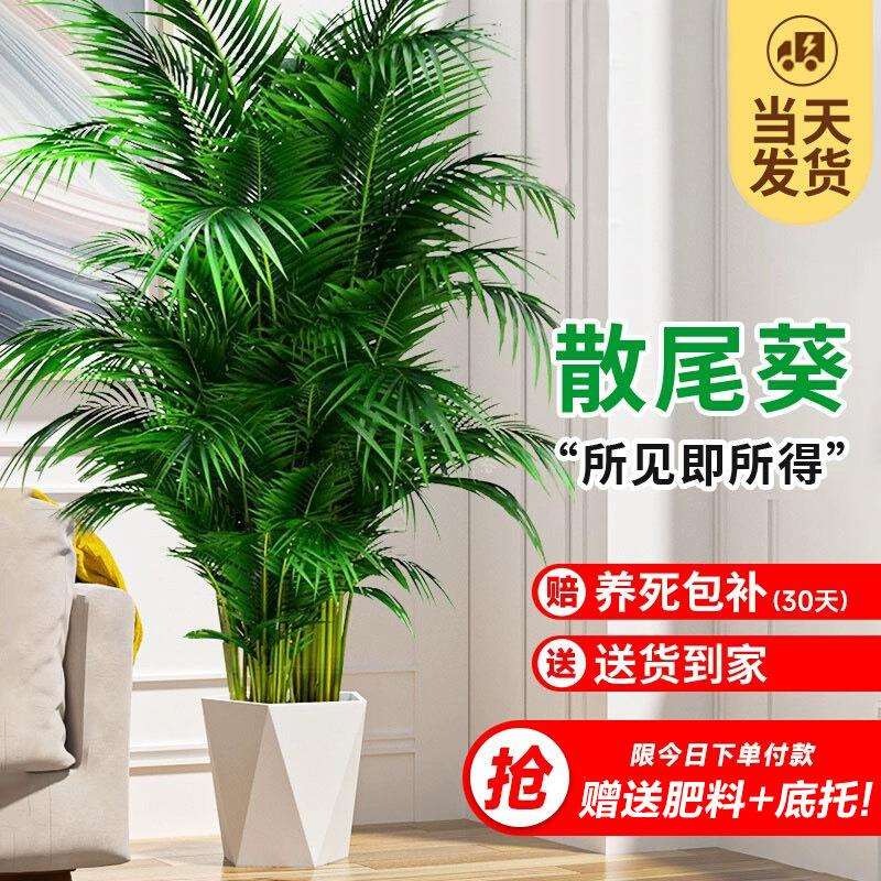 散尾葵绿植物盆栽客厅大型吸甲醛富贵袖珍椰子凤尾竹办公室内盆景
