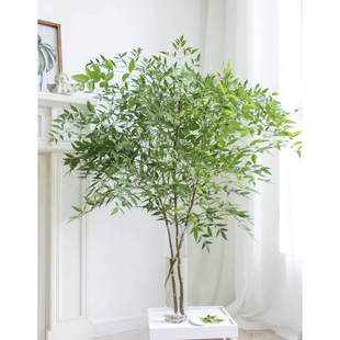 南天竹鲜花云南顺丰直发鲜切花室内水培绿植水养插花婚庆专用草花