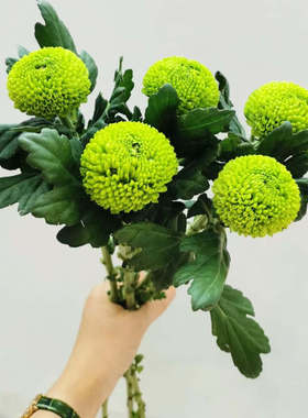 乒乓菊绿色鲜切花婚庆办公花店搭配花束室内插花水养鲜花云南直发