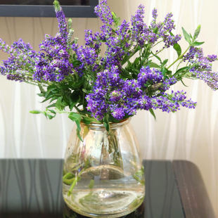 多头紫色鼠尾花云南基地直发鼠尾草花艺花束配花配草手捧花材鲜花