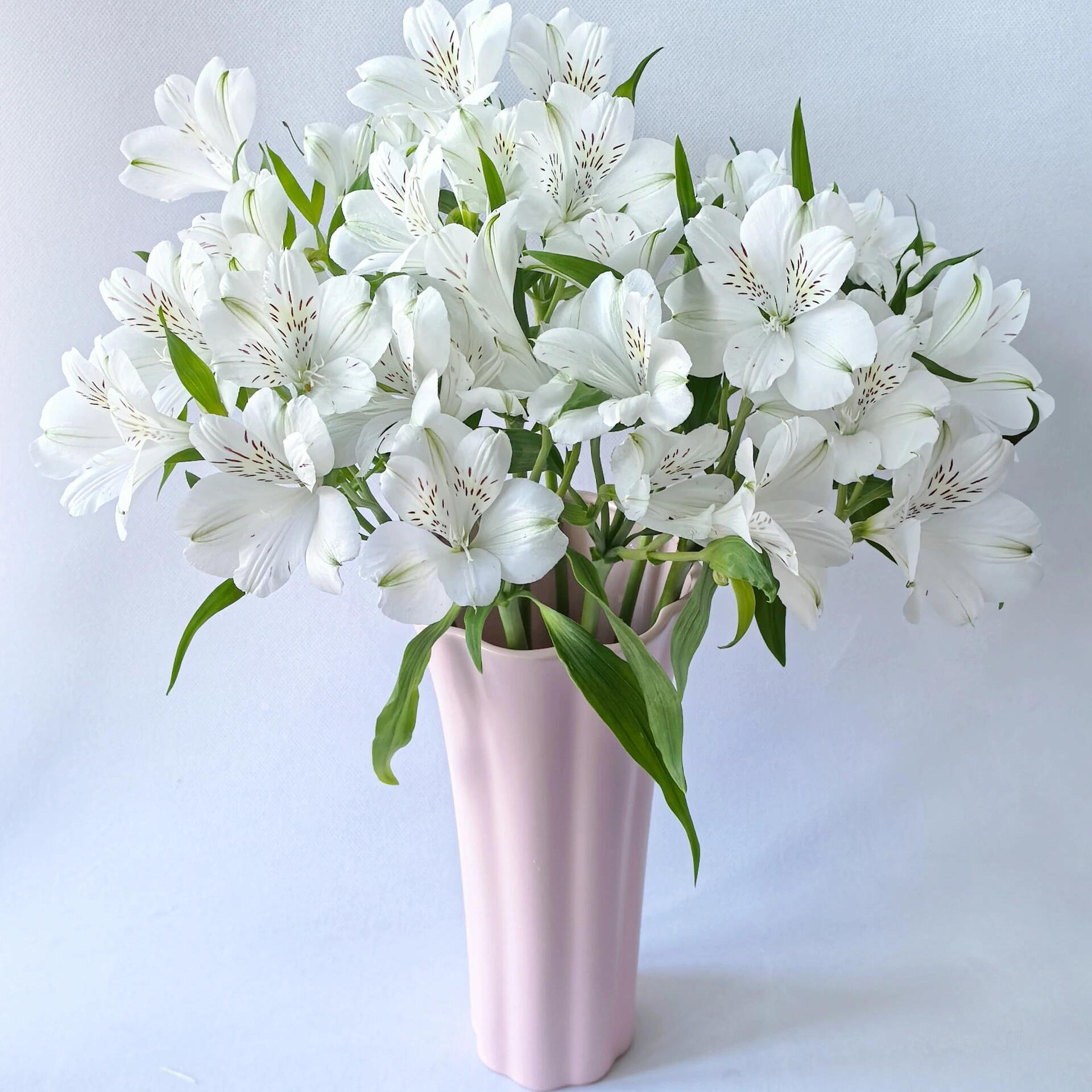 水仙百合鲜花白色六出花家庭插花图片