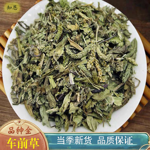 车前草中药材整颗车前草新鲜干货可搭猫爪草蒲公英夏枯球泡茶泡水