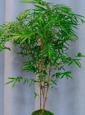 茶禅意绿植大型高杆飘枝红观音竹四养季好庭院室室内桌面水培造景