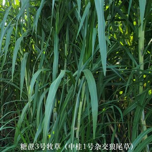 糖蔗3号牧草中桂1号杂交狼尾草多年生F高产高碳水1元/芽100芽起购