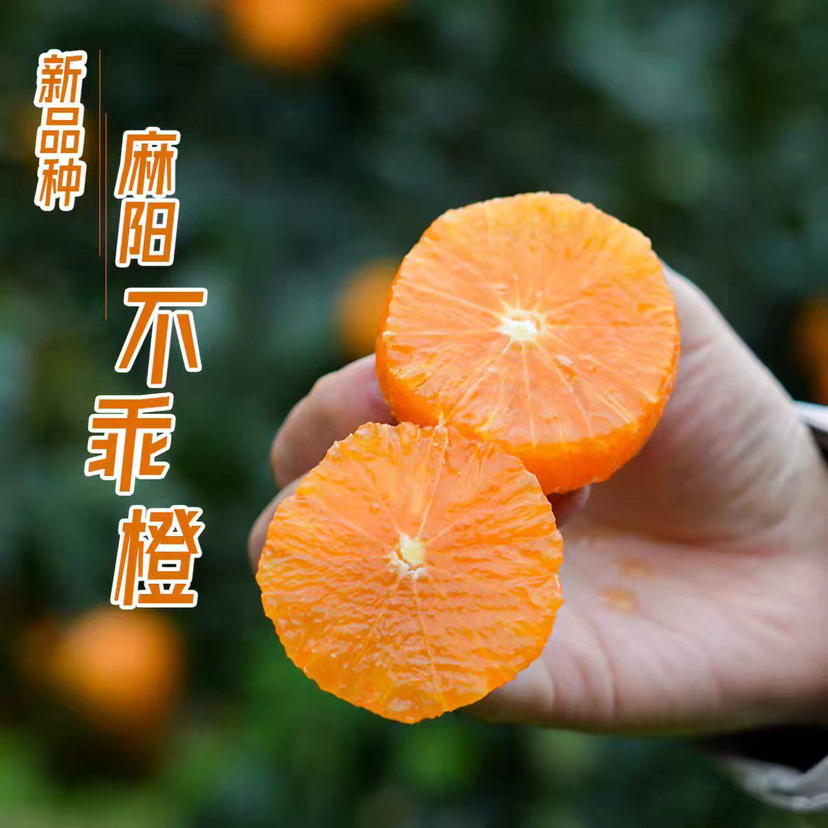 新品每天水果优选不乖橙酸甜多汁似橘如橙当季新鲜水果红心冰糖橙