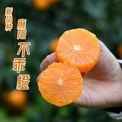 新品每天水果优选不乖橙酸甜多汁似橘如橙当季新鲜水果红心冰糖橙