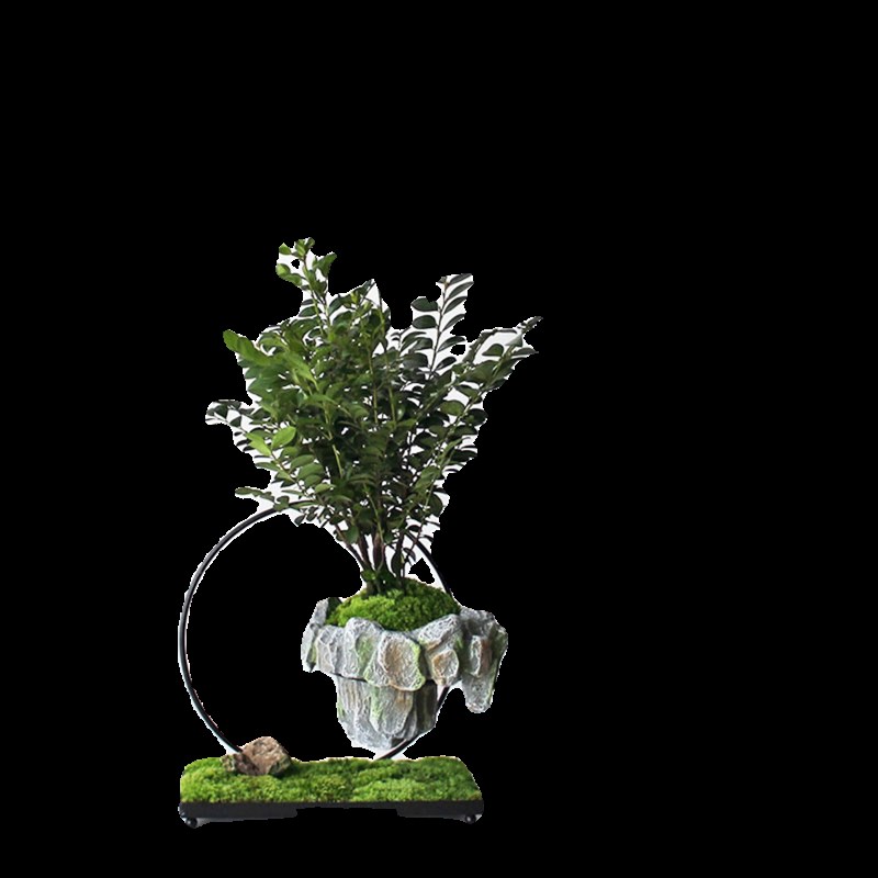 夏洛特花园 小叶紫檀 中国风 室内绿植盆栽 开业乔迁 创意礼物