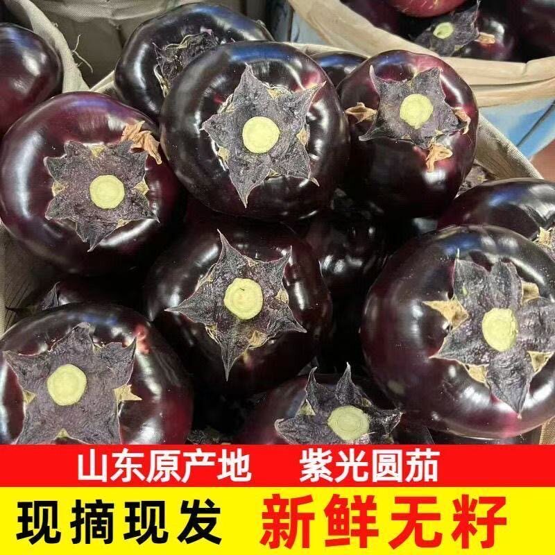 茄子新鲜圆茄现摘现发农家自种时令蔬菜紫光黑皮圆茄子