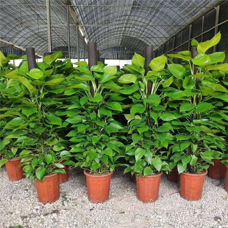 大室叶萝柱DDM落盆栽客厅室内办公绿植大绿箩地树植绿物立柱室内