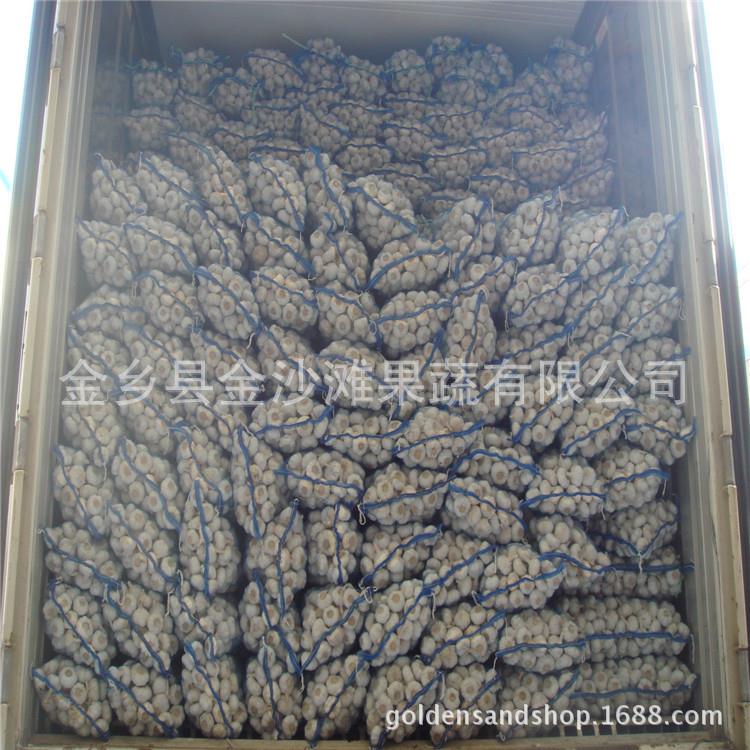 量提供山ZFE东金乡大蒜工厂直销大大蒜保鲜大蒜