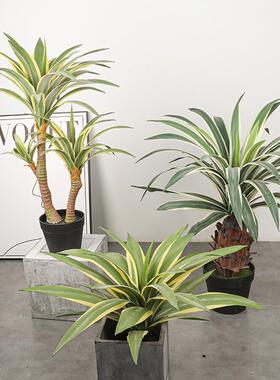 仿真龙舌兰白金边边剑麻剑树假兰树客SM厅装饰丝兰树大型物植盆景