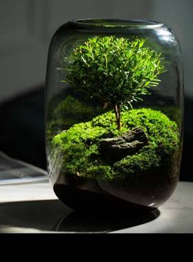 浅竺命之树苔藓室微ZL-77577景摆件观生态瓶办公桌面生生态缸绿植