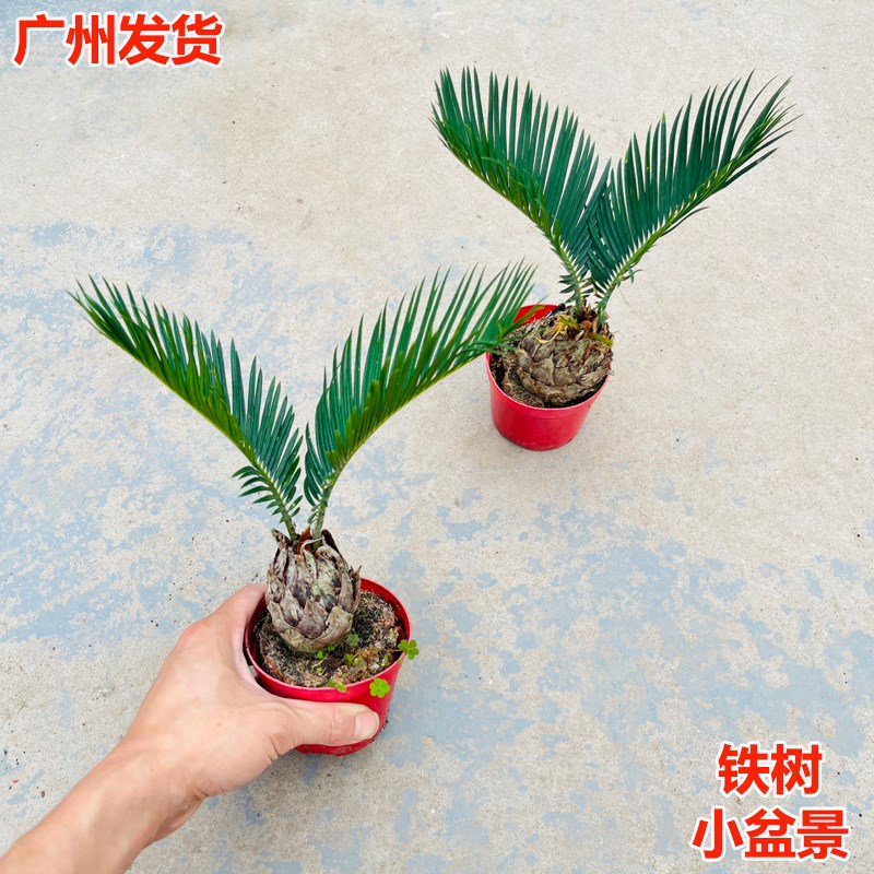 铁树盆栽室内外好养小叶苏铁铁树耐寒耐旱植物桌面小盆景造型绿植