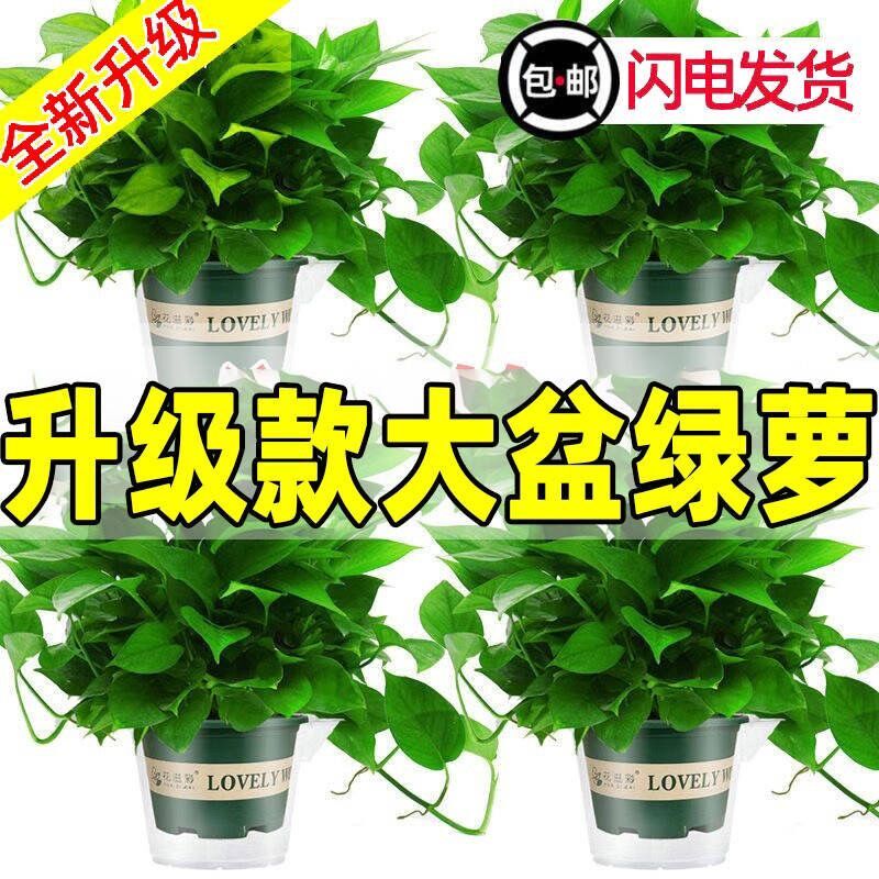 绿萝除甲醛新房室内除味绿植麦萝氏绿瘦子盆装修房子耐寒小盆