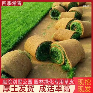草坪真草皮带泥土免修剪马尼拉台湾草四季青庭院园林别墅工程绿化