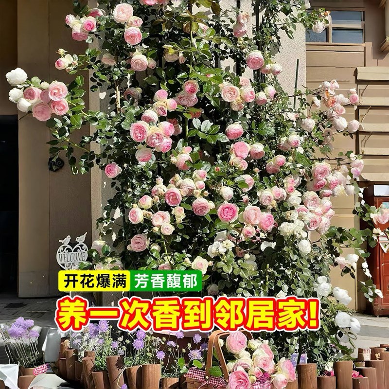 云南直发蔷薇爬墙藤本月季特大花苗浓香四季开花庭院别墅阳台植物