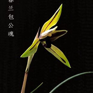 名贵兰花苗浓香春兰包公魂板桥遗墨刘三红新津胭脂客厅室内庭院花