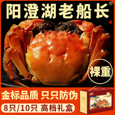 裸重8/10只阳澄湖老船长大闸蟹