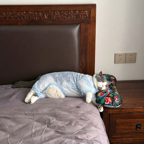 猫咪衣服夏季薄款透气防掉毛超轻薄网纱弹力四脚衣猫狗床上睡衣