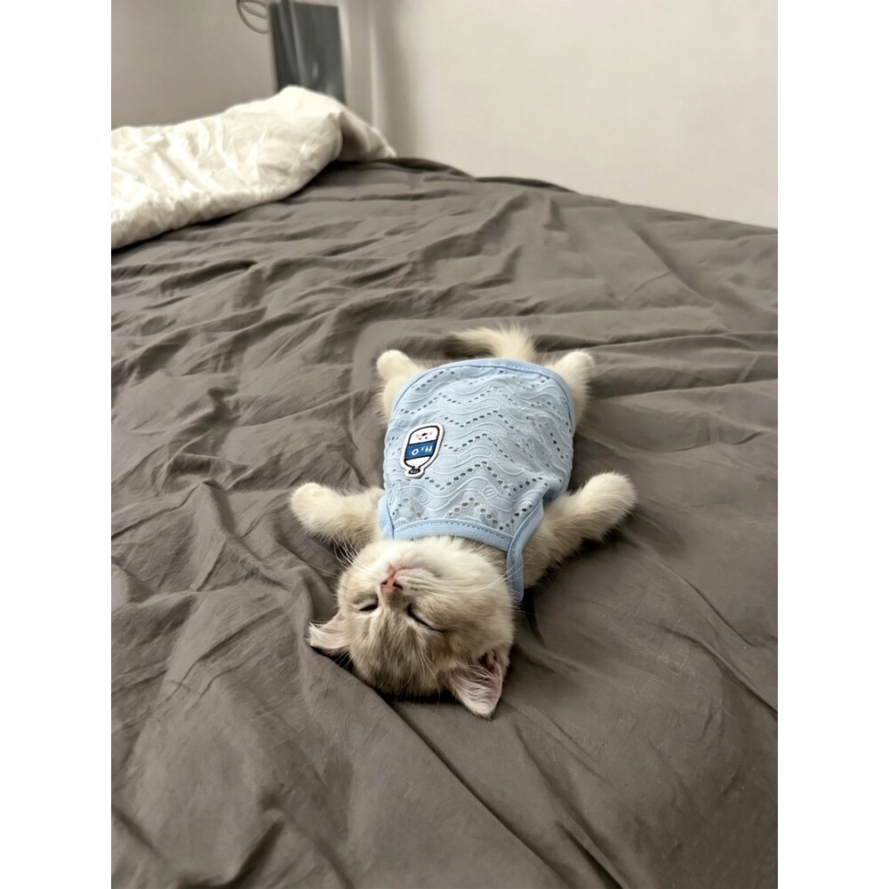空调房护肚子!猫咪衣服防掉毛薄款夏天凉凉衣宠物德文猫吊带背心