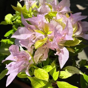 三角梅带花金夫人四季开花老桩爬藤庭院植物