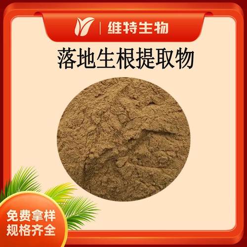 落地生根提取物5：1水溶性落地生根粉植物提取物