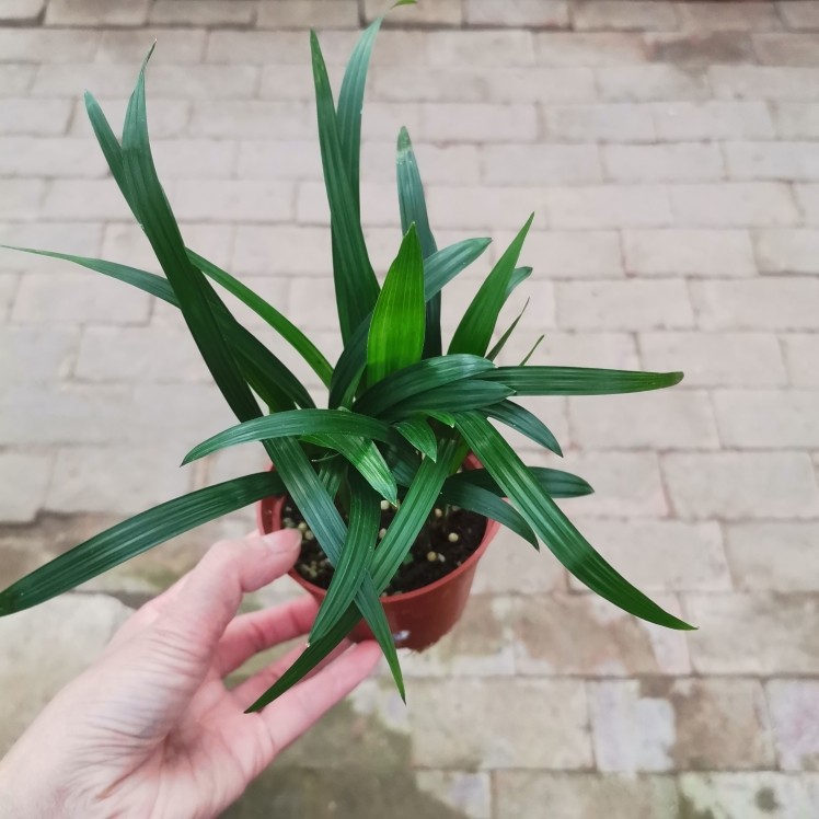 小棕竹盆景造景景观配草绿植室内水陆缸吸水石素材,鲜花速递/花卉仿真/绿植园艺,造型盆景,淘宝优惠券,粉丝福利购,淘宝优惠卷