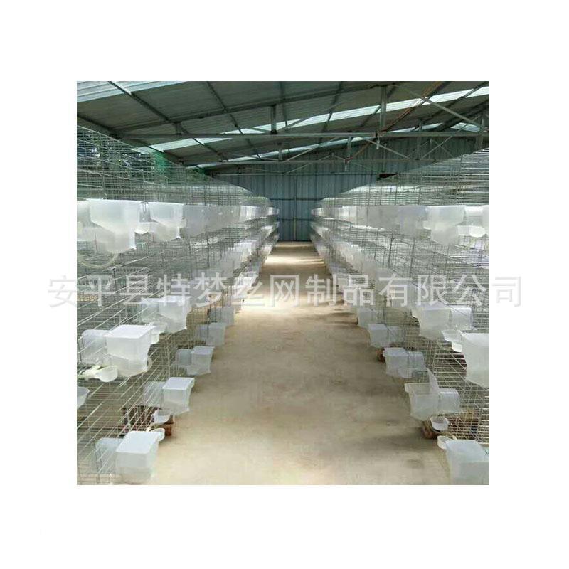 鸽笼广式鸽层笼养LDM殖鸽笼鸽具笼鸽鸽笼4鸽笼网片鸽铁笼丝