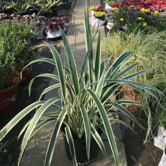 金边凤尾兰金心丝兰盆栽多年生花境花园植物花卉线条耐寒耐热耐旱
