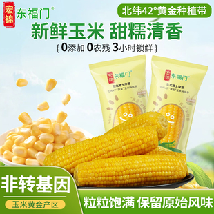 【主播推荐】东福门东北新鲜黄糯玉米宿舍粗粮苞米北纬42°