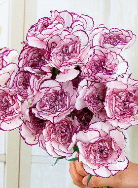 浪漫甄选（紫精灵康乃馨）云南鲜花 任意两单升级冷链或空运到家