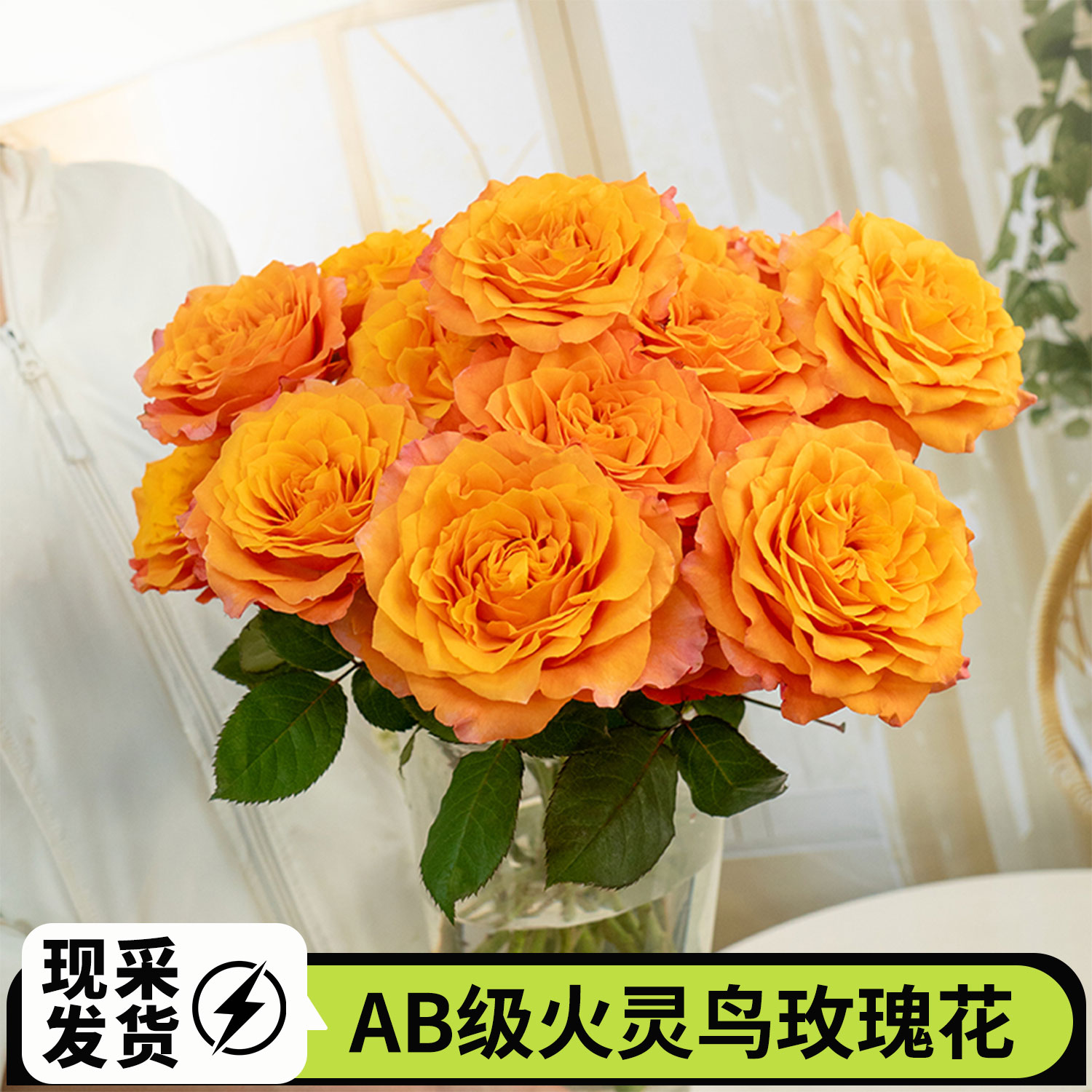 AB级火灵鸟玫瑰花鲜花