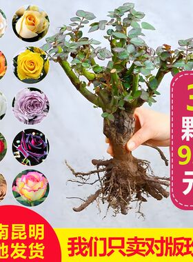 云南昆明玫瑰花苗老桩3颗6颗红玫瑰老根月季花苗四季开花浓香花卉