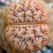 4年拿铁189回交c189生石花荒玉番杏精品多肉植物爱萌多肉