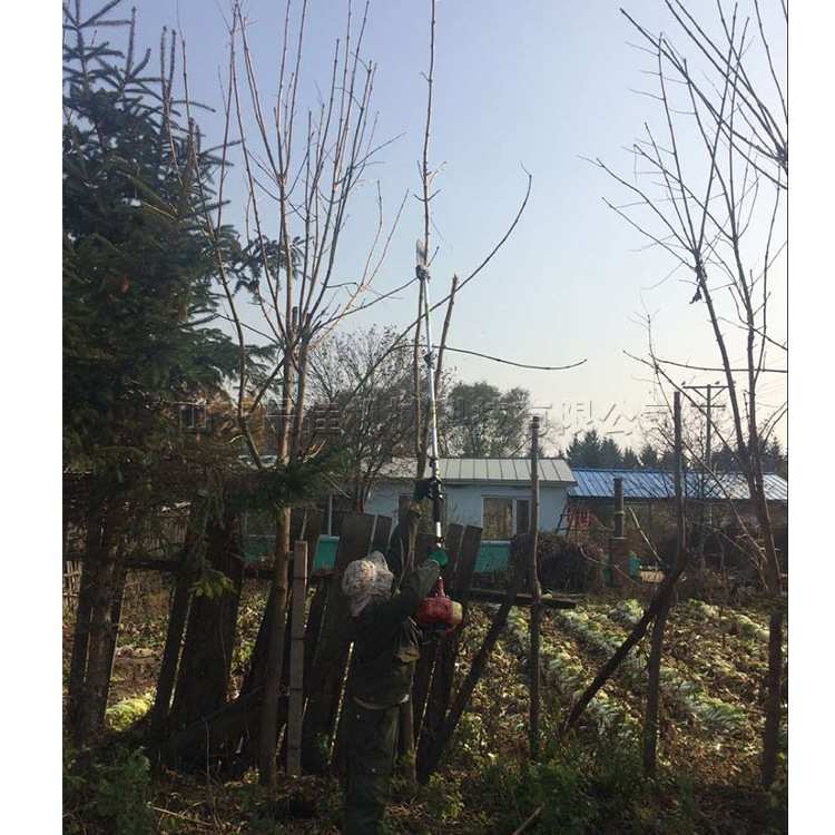 便携式汽油高枝剪 小型树枝绿篱修剪机 园林绿化果树背负高枝锯