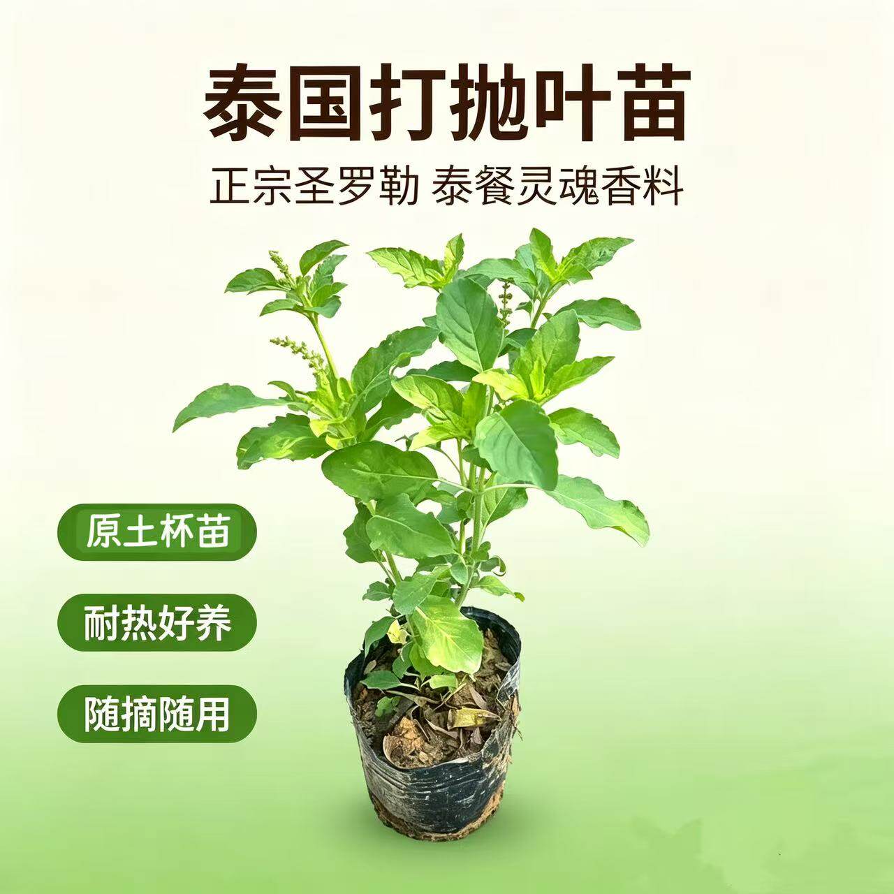 泰国盆栽抛叶塔猪肉配菜