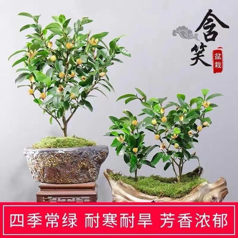 含笑花盆栽室内耐寒耐旱易养护