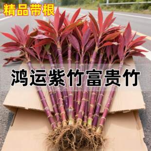 【带根粗壮】鸿运当头紫竹富贵竹水培植物客厅招财盆栽室内绿植物