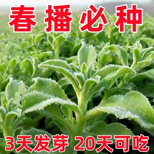 水晶冰菜种子四季种植长寿菜营养高钙冻不死易种高产冰草种籽耐热