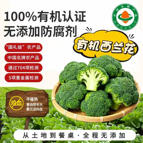 有机西兰花农场直供无农残新鲜菜