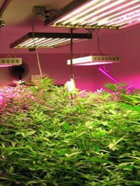 全谱285灯珠双蓝光显护眼V光源5光00K高指98-99高光效CKC贴片LED