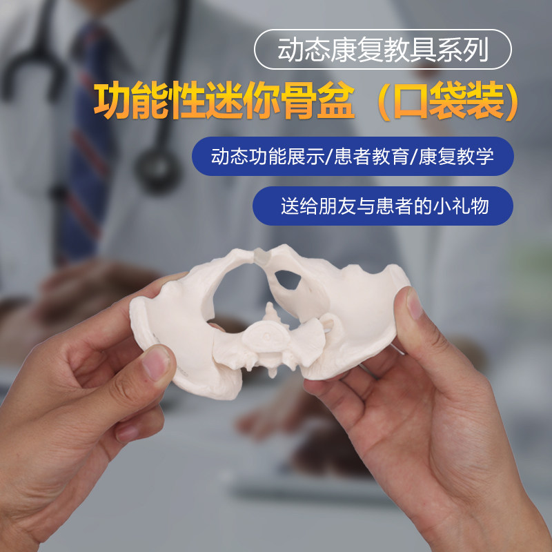 可活动迷你骨盆模型关节动态小盆骨教具耻骨教学女性孕产产康工具