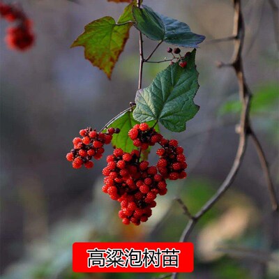 农村野外高粱泡树苗十月泡寒泡刺8月悬钩子毛叶庭院绿植爬藤野果